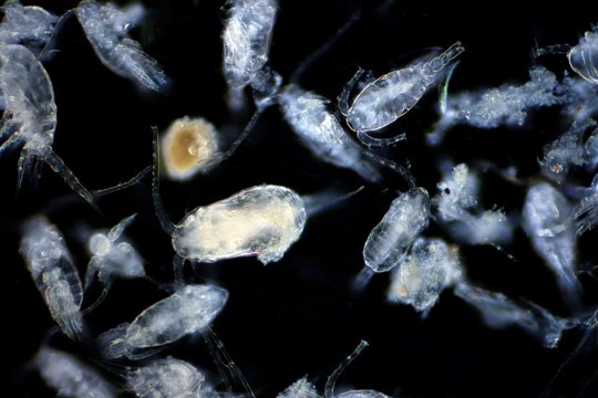 A collection of tiny white and yellow organisms, resembling microorganisms, gathered closely together.